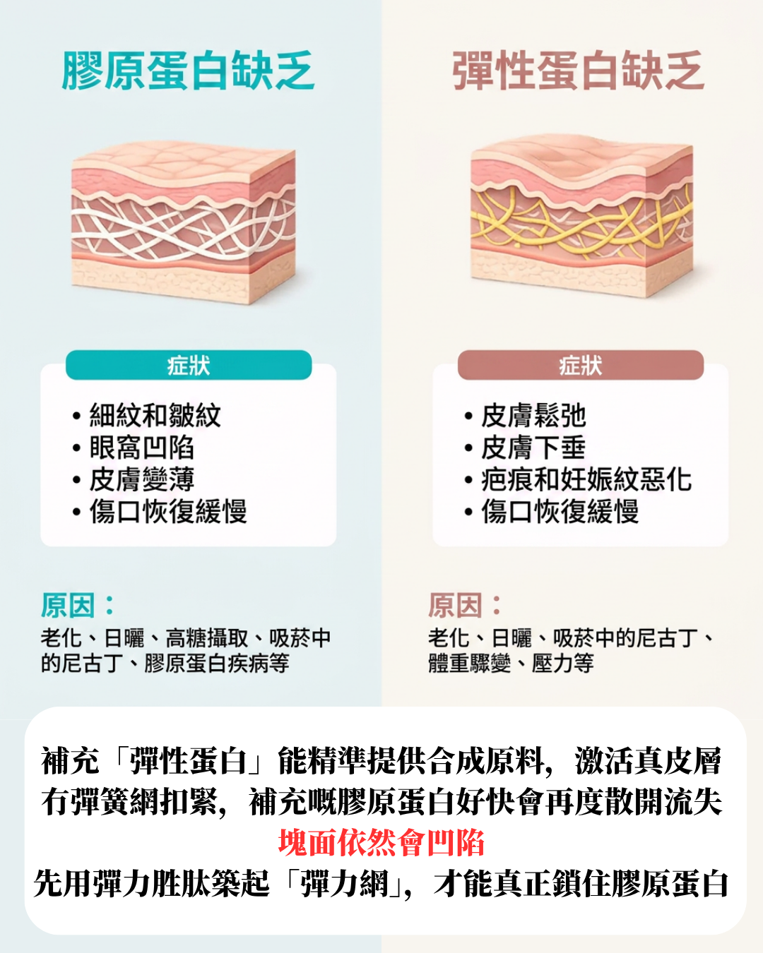 Inness 彈力菌-【彈力益生原＋彈性蛋白】彈力自生｜腸植彈力菌｜4倍肌彈力提升